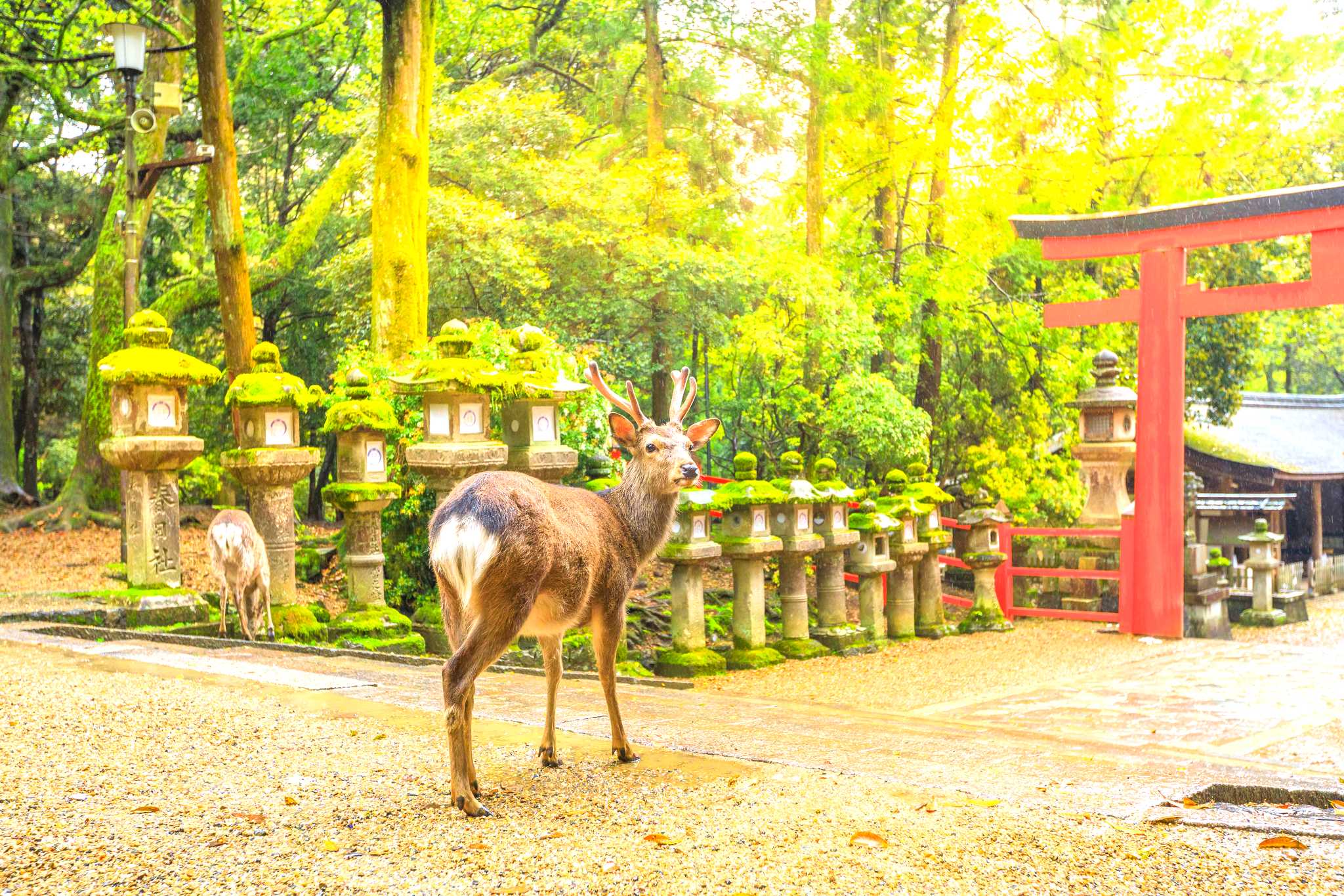 Kyoto to autumn temples: Private day trip
