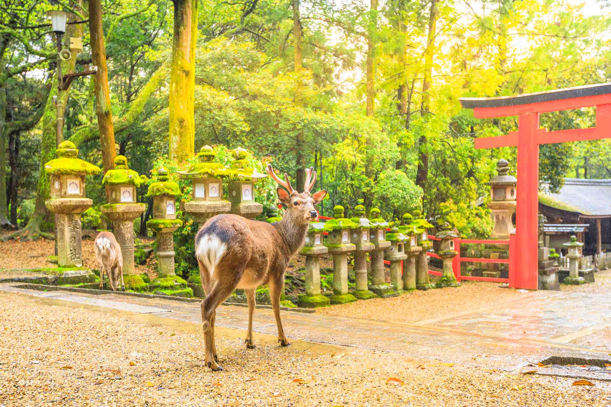 Scenic view of Nara - private day trip from Kobe - photo 2