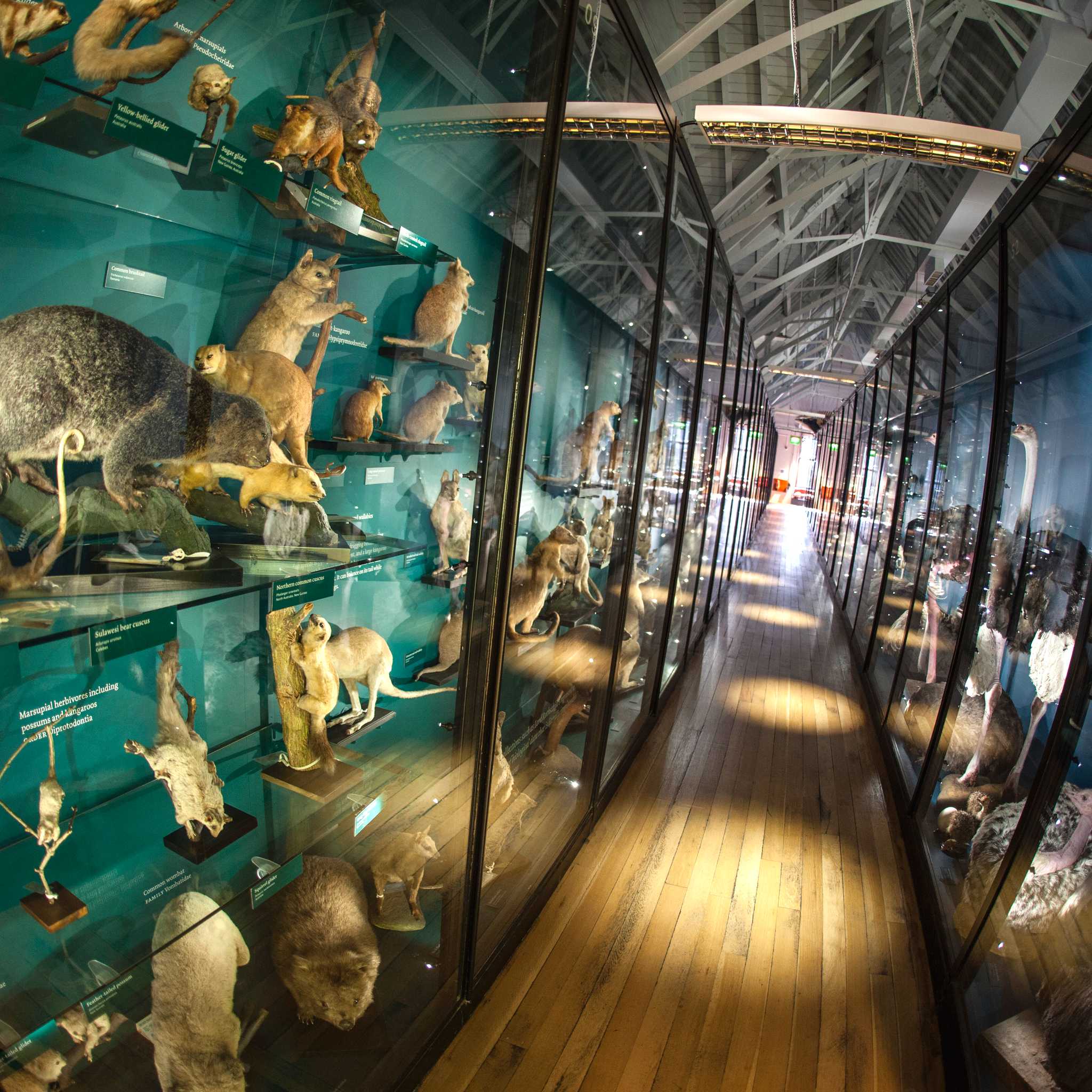 Natural History Museum at Tring