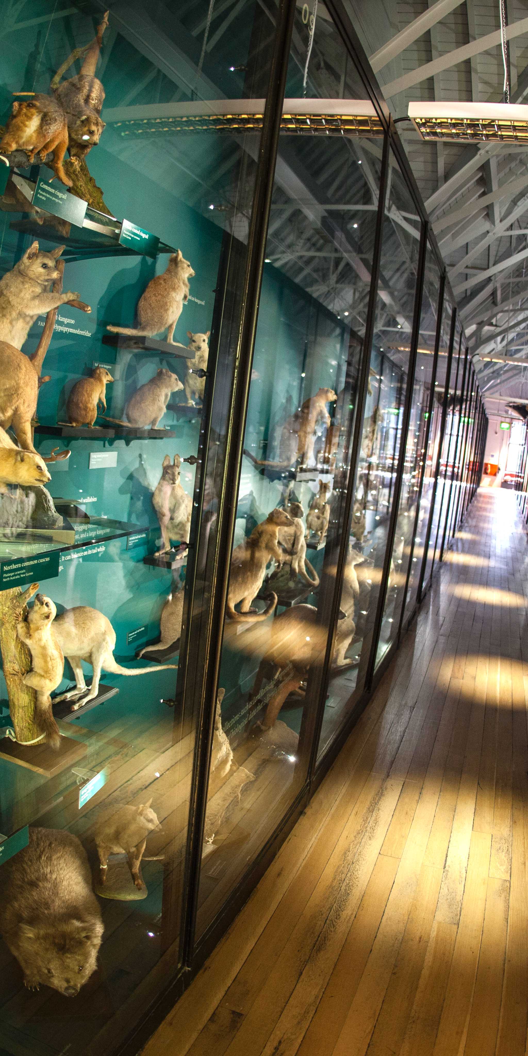 Musée d'Histoire Naturelle à Tring