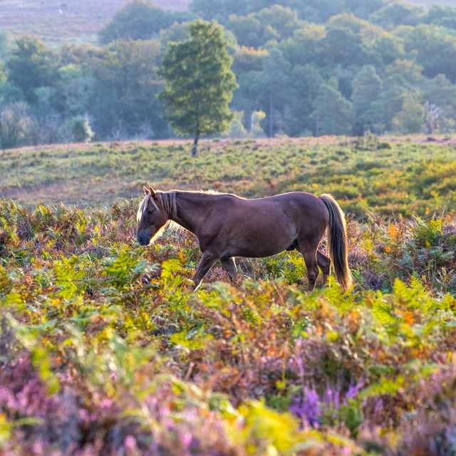 Southampton to New Forest and Beaulieu: Private day trip
