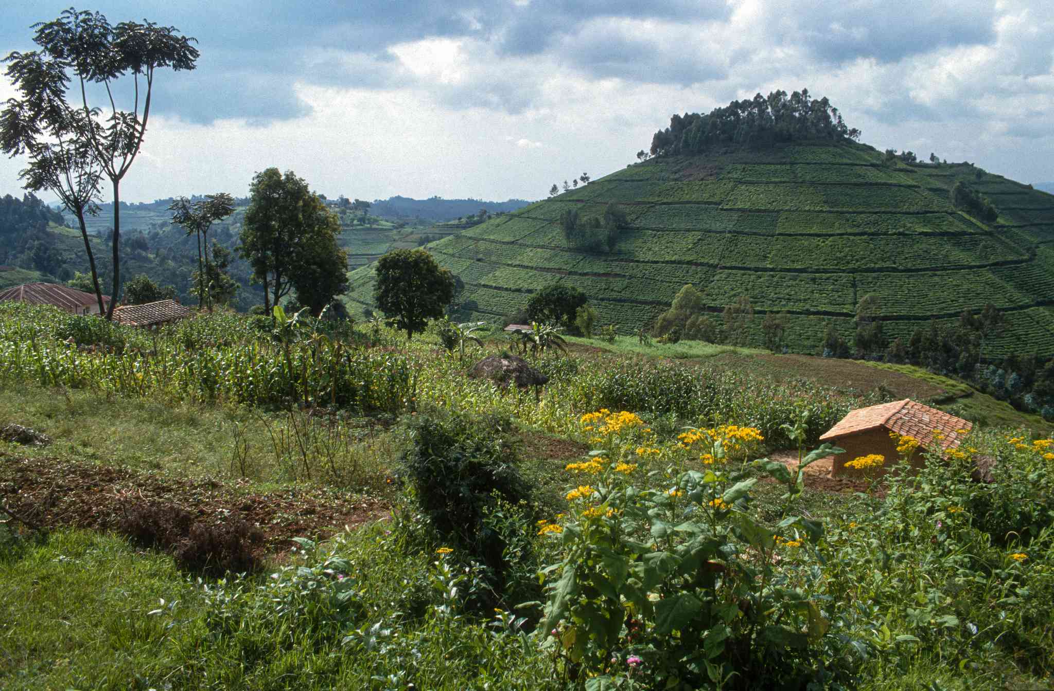 Scenic view of Ngozi - private day trip from Bujumbura - photo 3