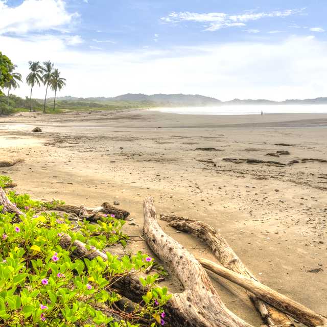 Tamarindo to Nosara and Ostional: Private day trip