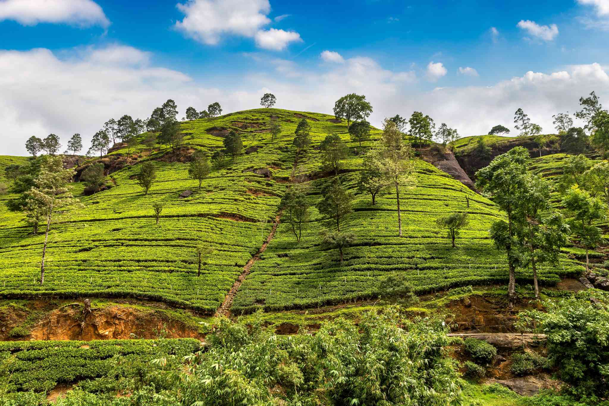 Vista cênica de Kandy - excursão particular de um dia de Nuwara Eliya - foto 8