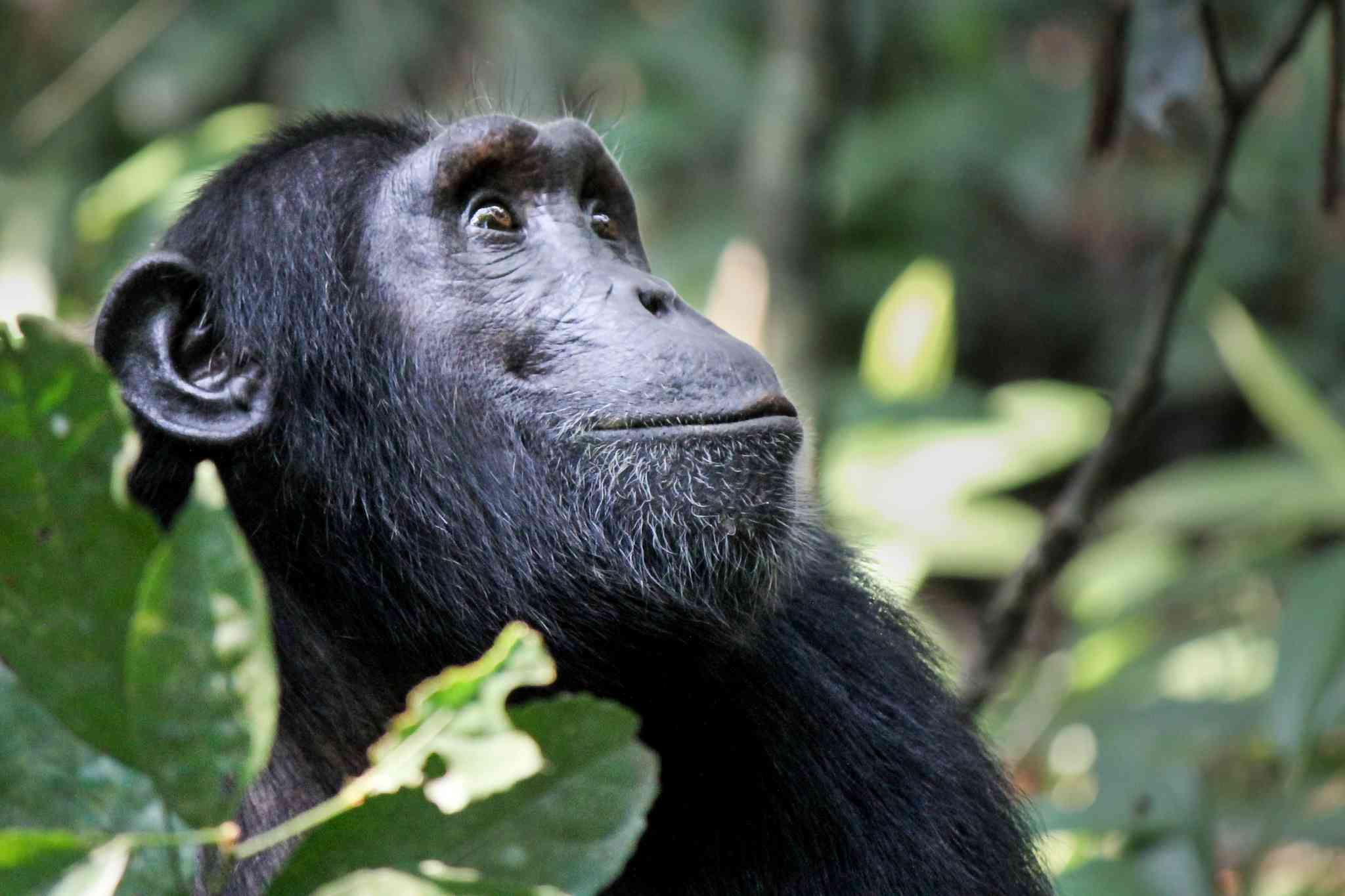 Blick auf die Landschaft von Kigali - private Tagesreise von Nyungwe-Nationalpark - Foto 5