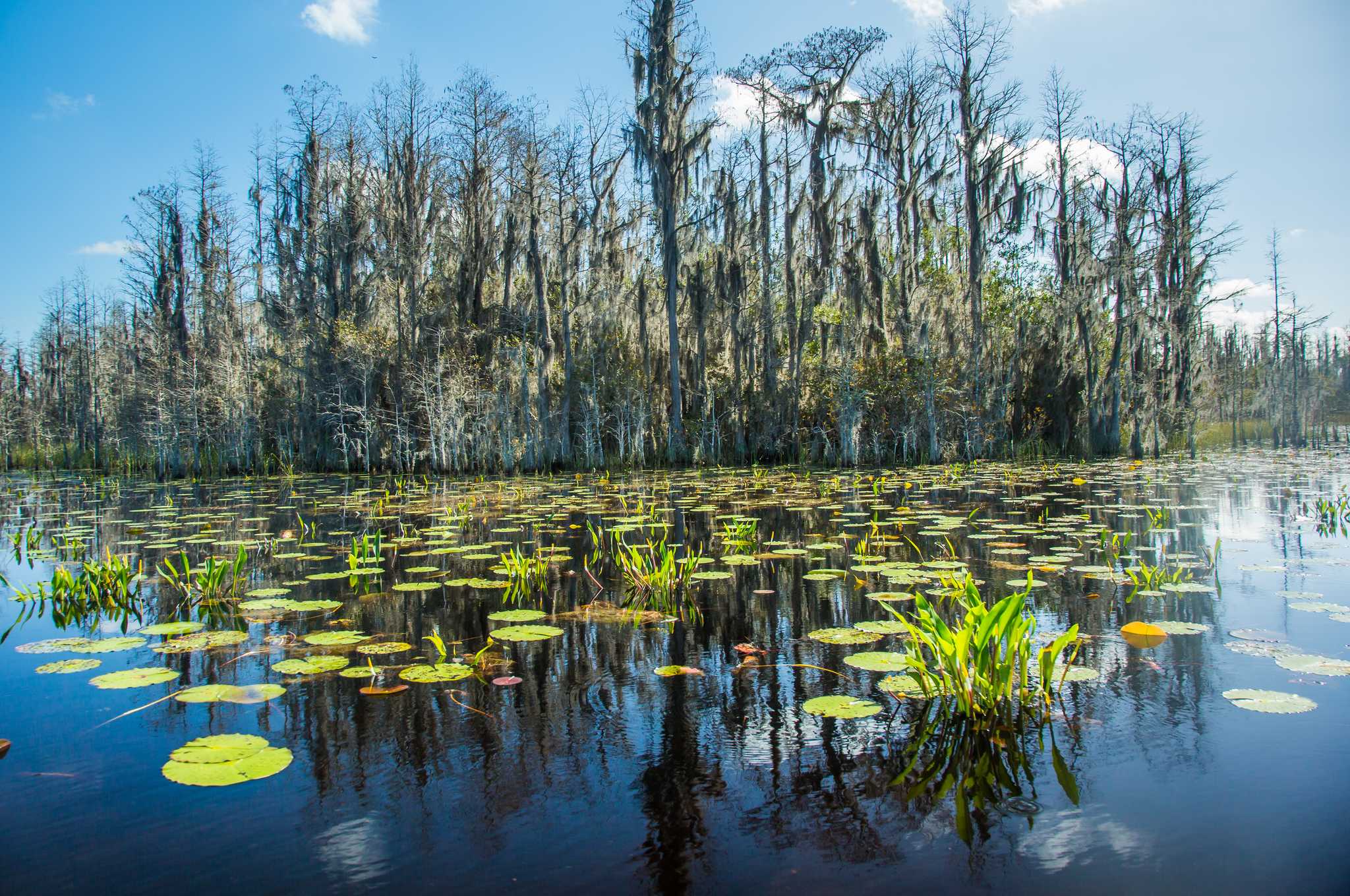 在 从 st-petersburg-fl-us 到 charlotte-nc-us 的途中，参观 Okefenokee National Wildlife Refuge ，通过 Daytrip