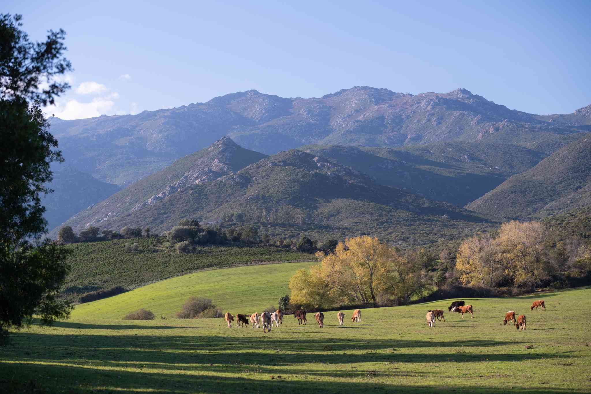 Blick auf die Landschaft von Oletta - private Tagesreise von Calvi - Foto 2
