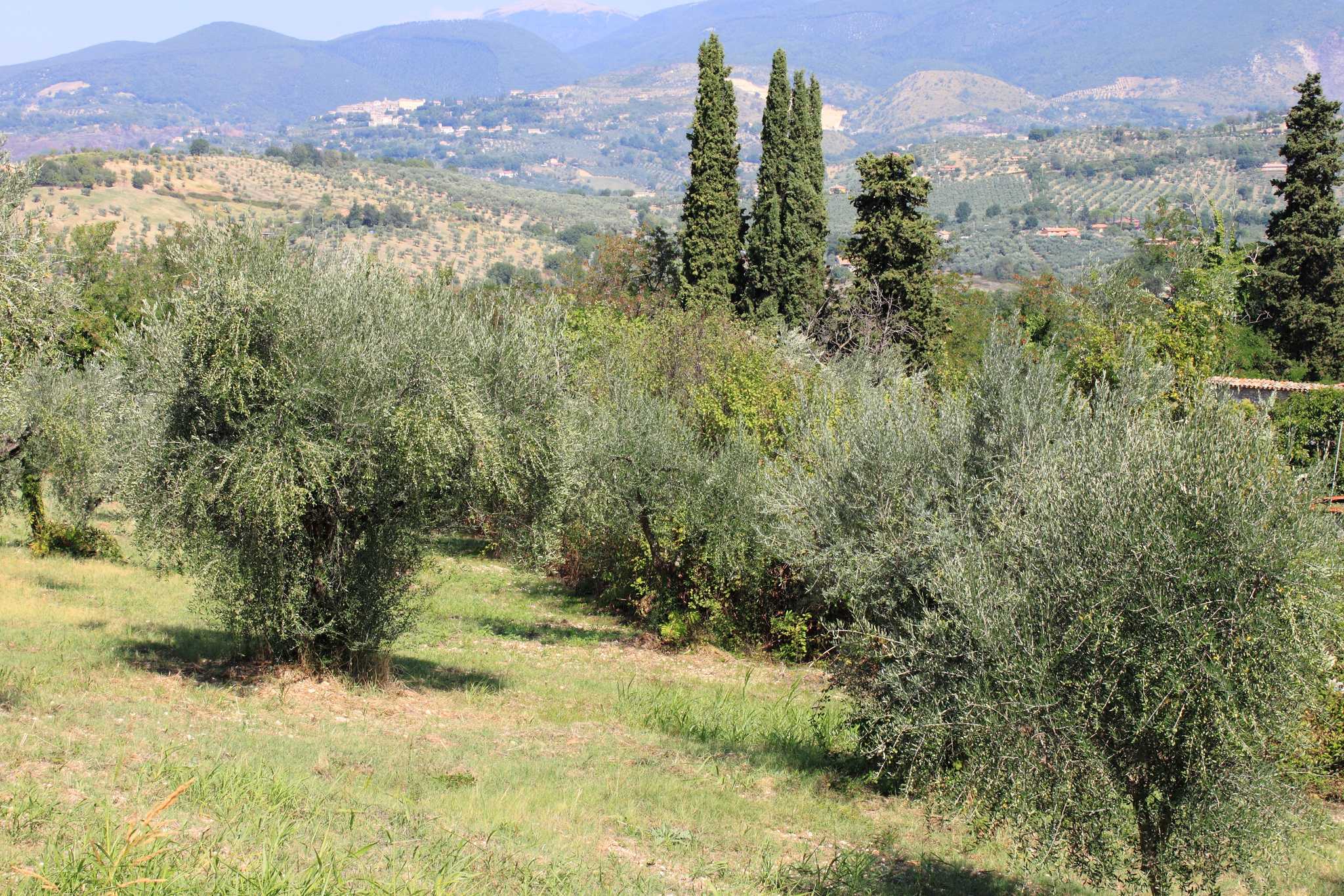 Privata biltransfertjÀnster i Olive Hill Sabina - naturskön vy över Olive Hill Sabina i Italien
