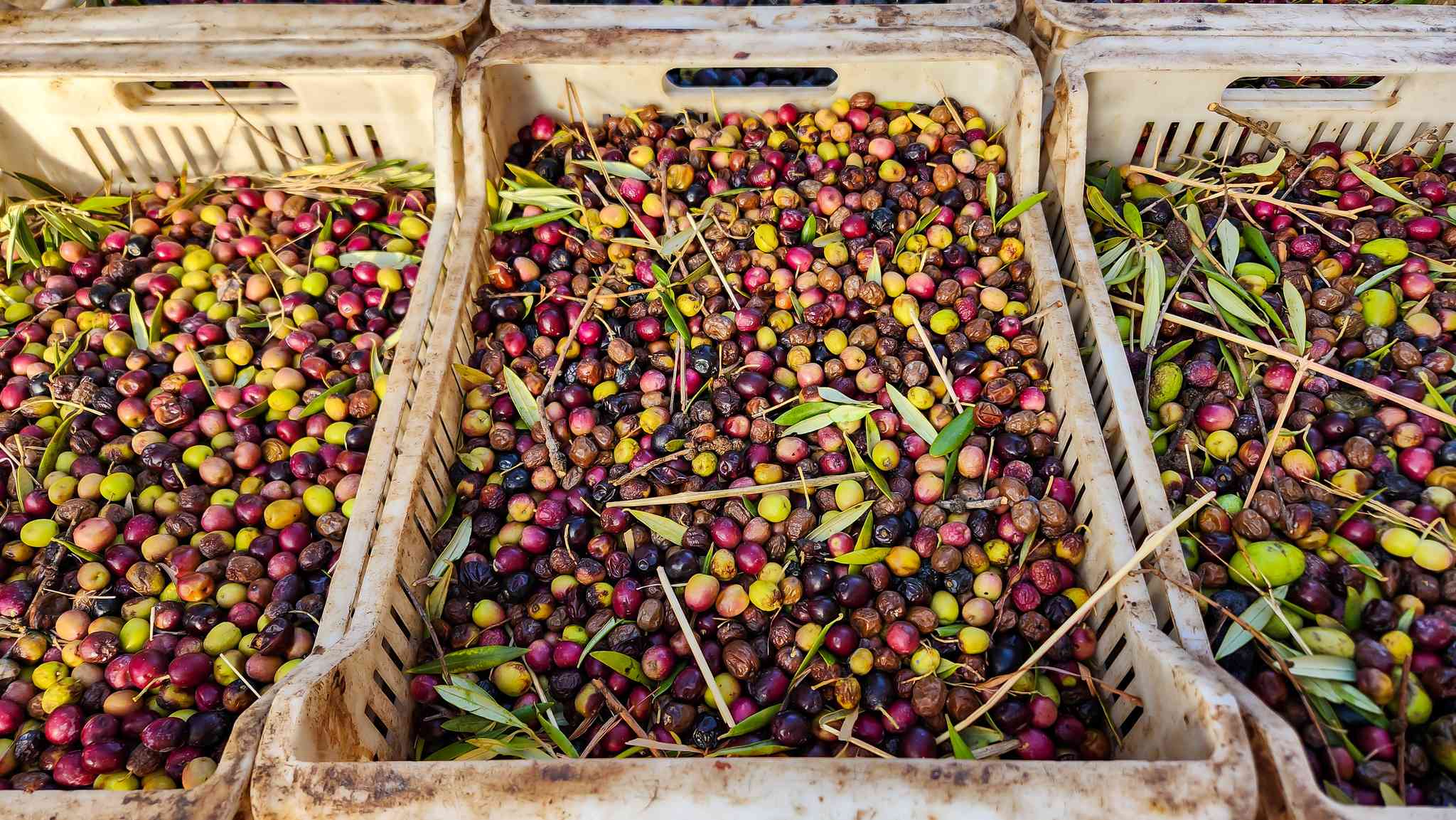 Scenic view of Mendoza - private day trip from Mendoza - photo 4