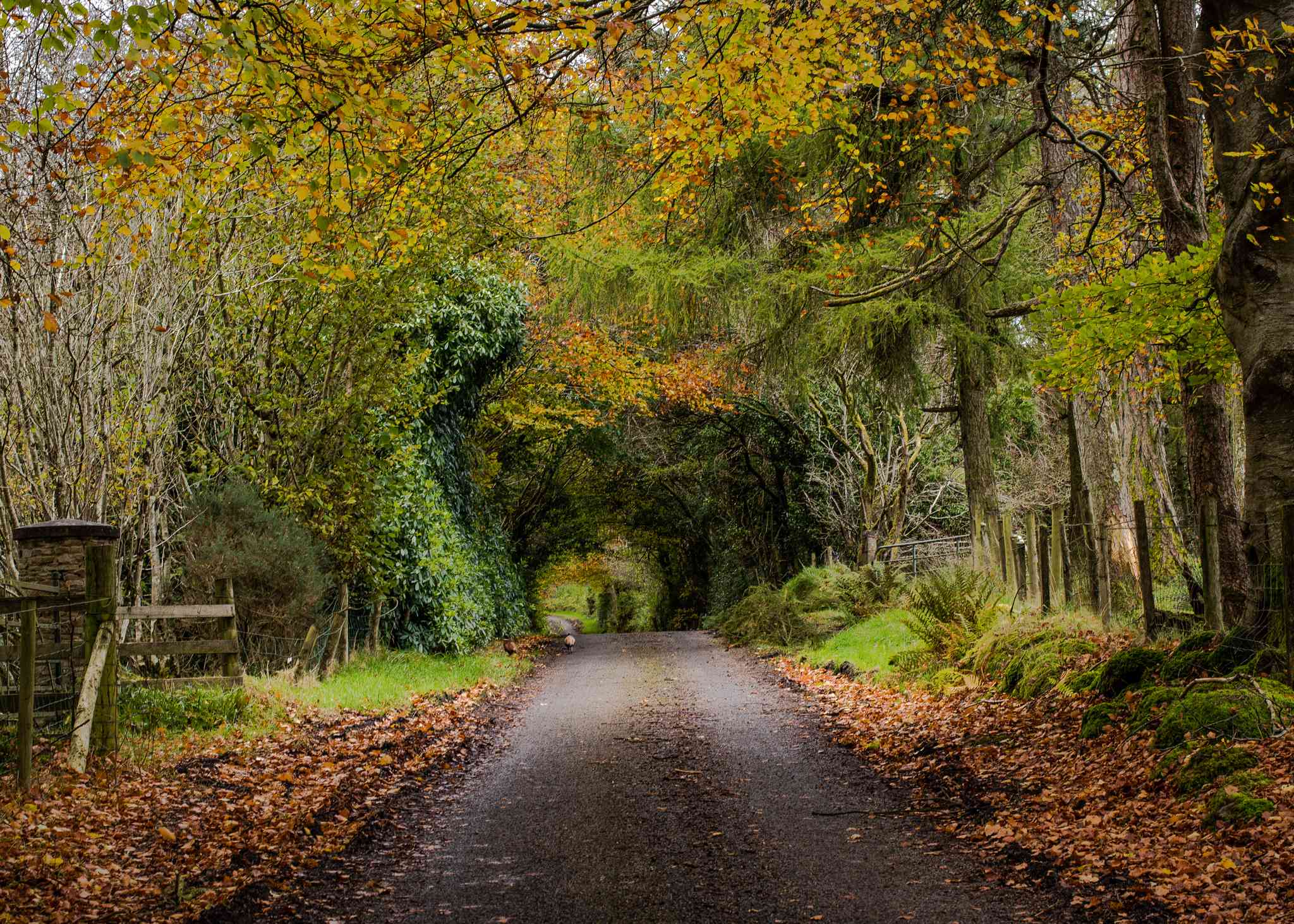Vue pittoresque de Belfast - excursion privée d'une journée depuis Omagh - photo 6
