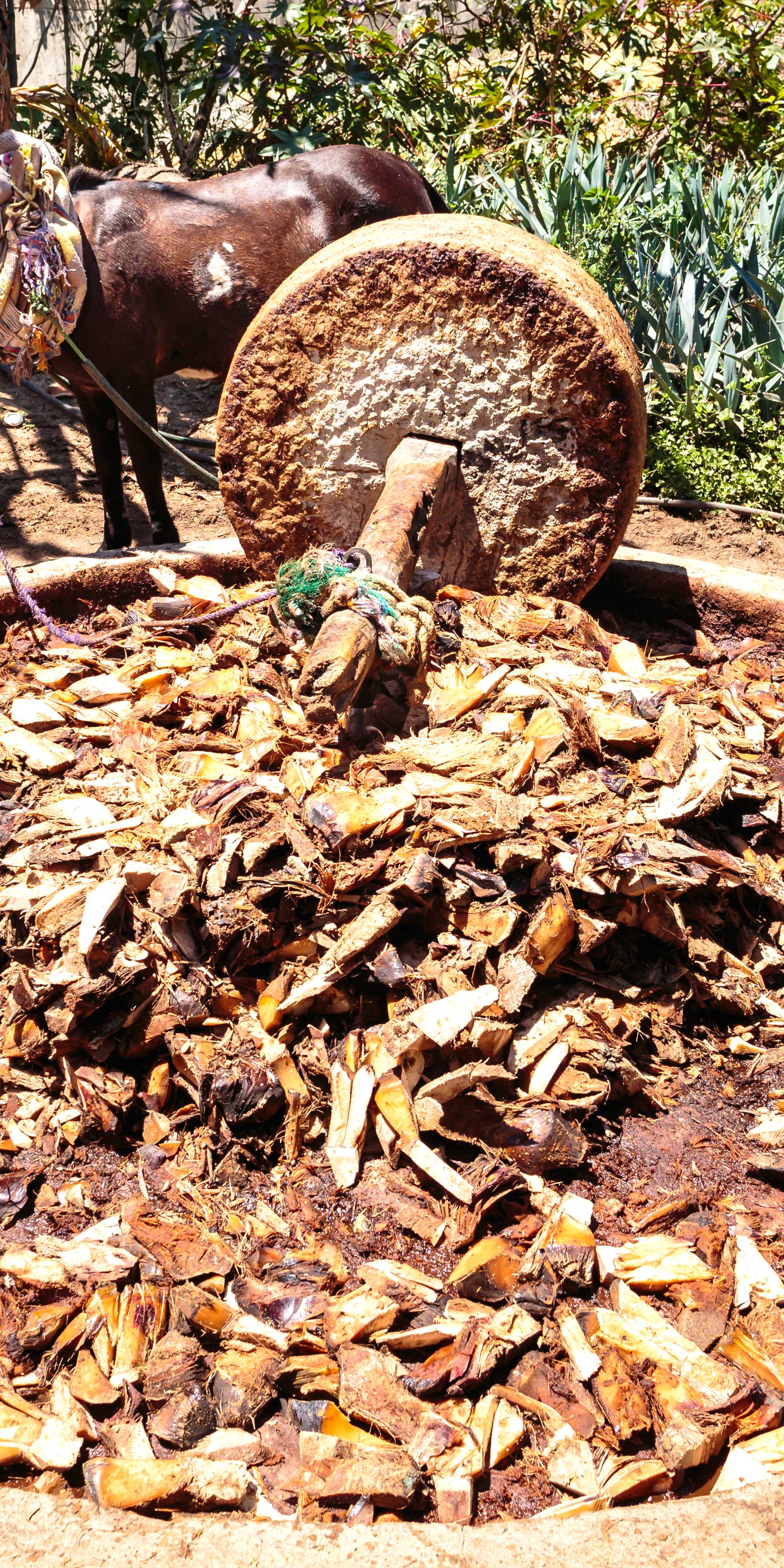 Palenque Gracias a Dios