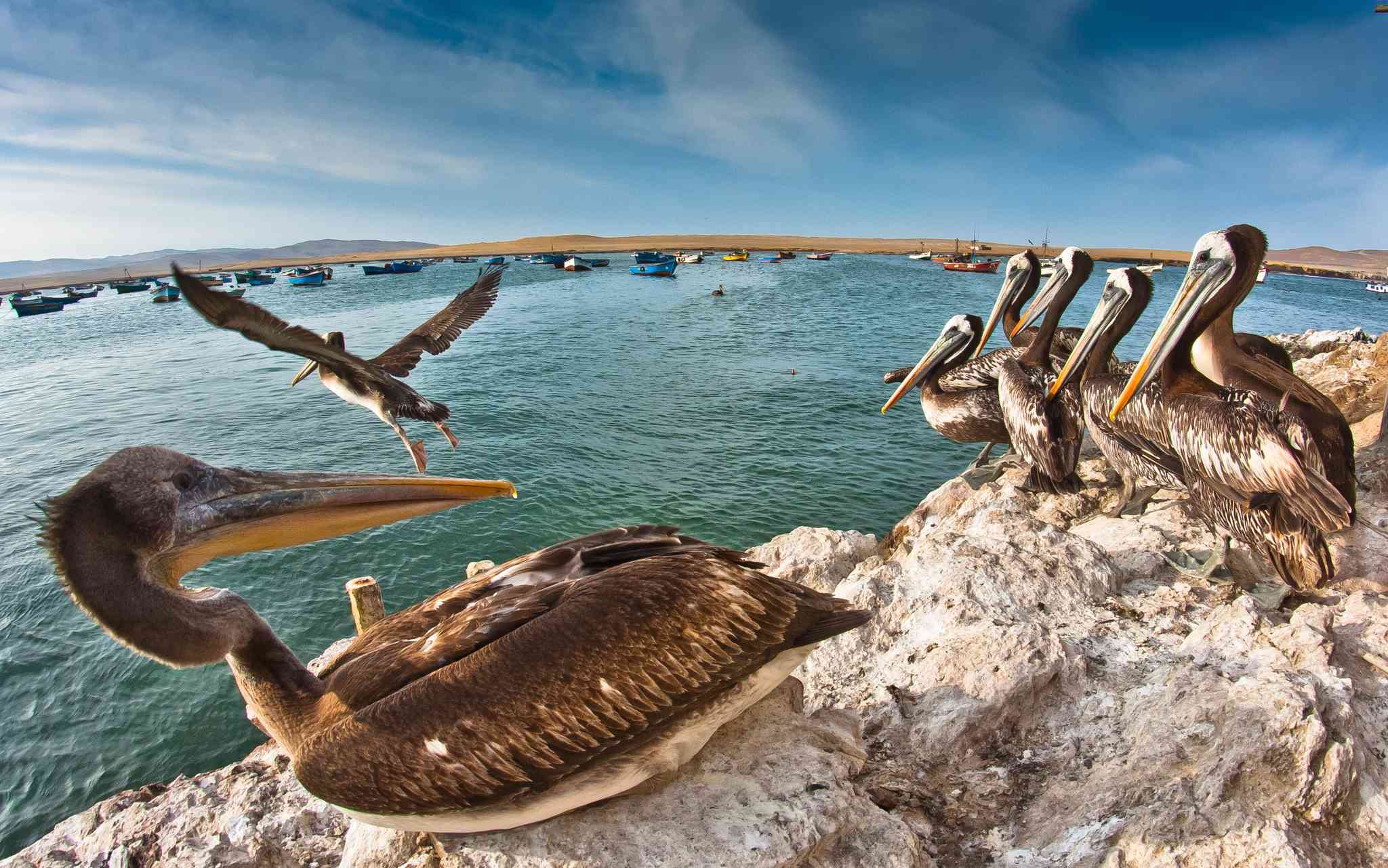 Paracas 의 경치 - 나스카 에서 출발하는 개인 day trip - 사진 2
