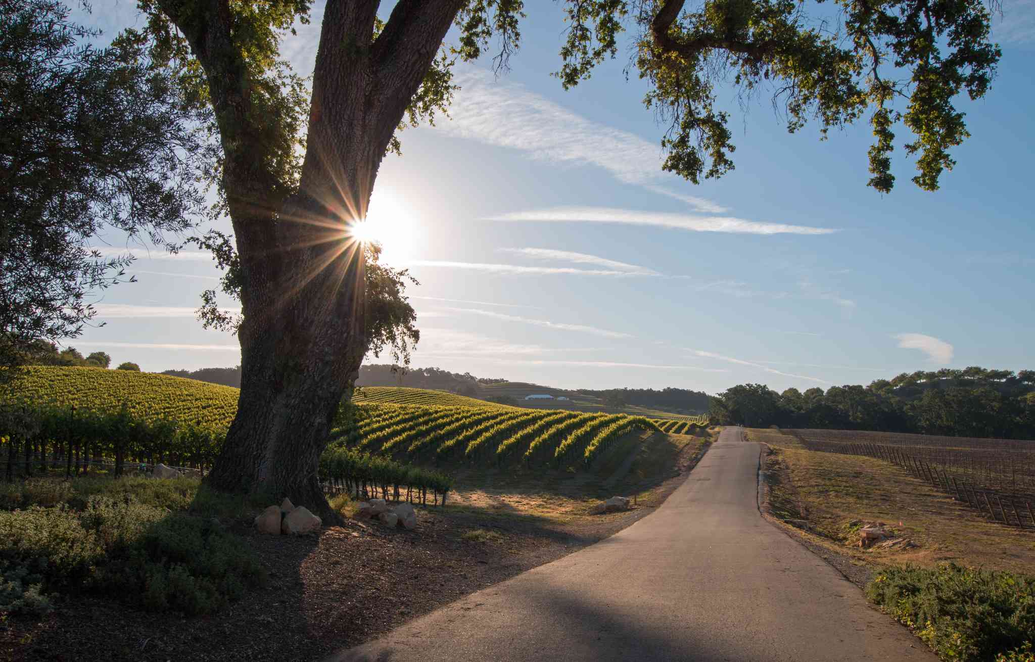 Blick auf die Landschaft von Paso Robles - private Tagesreise von Bakersfield - Foto 2