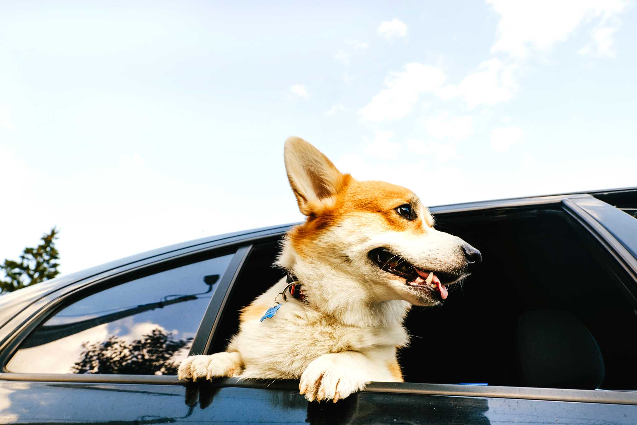 Tailored trips for pet-owners - Private transfers by Daytrip