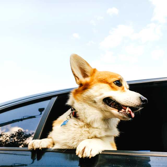 Anpassade resor för pet-owners - Privata transfer av Daytrip