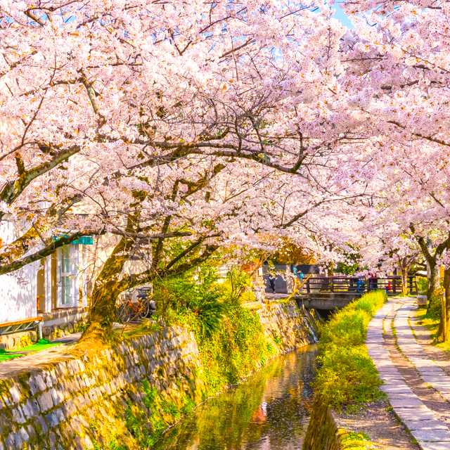 Osaka to Philosopher's Path and Kiyomizu-dera: Day trip