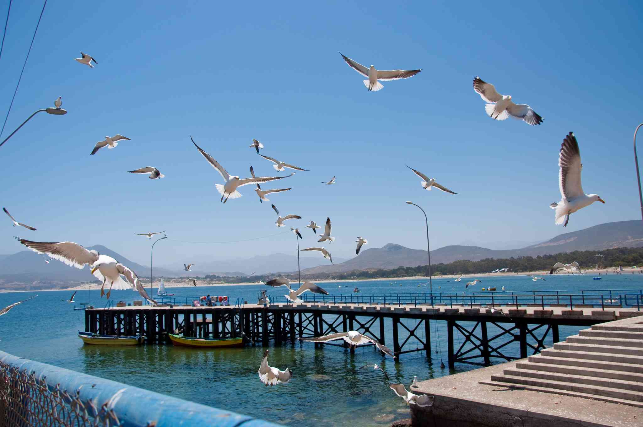 Scenic view of Coquimbo - private day trip from Pichidangui - photo 5