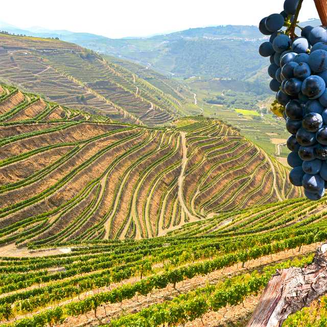 Porto to Douro Valley: Private day trip