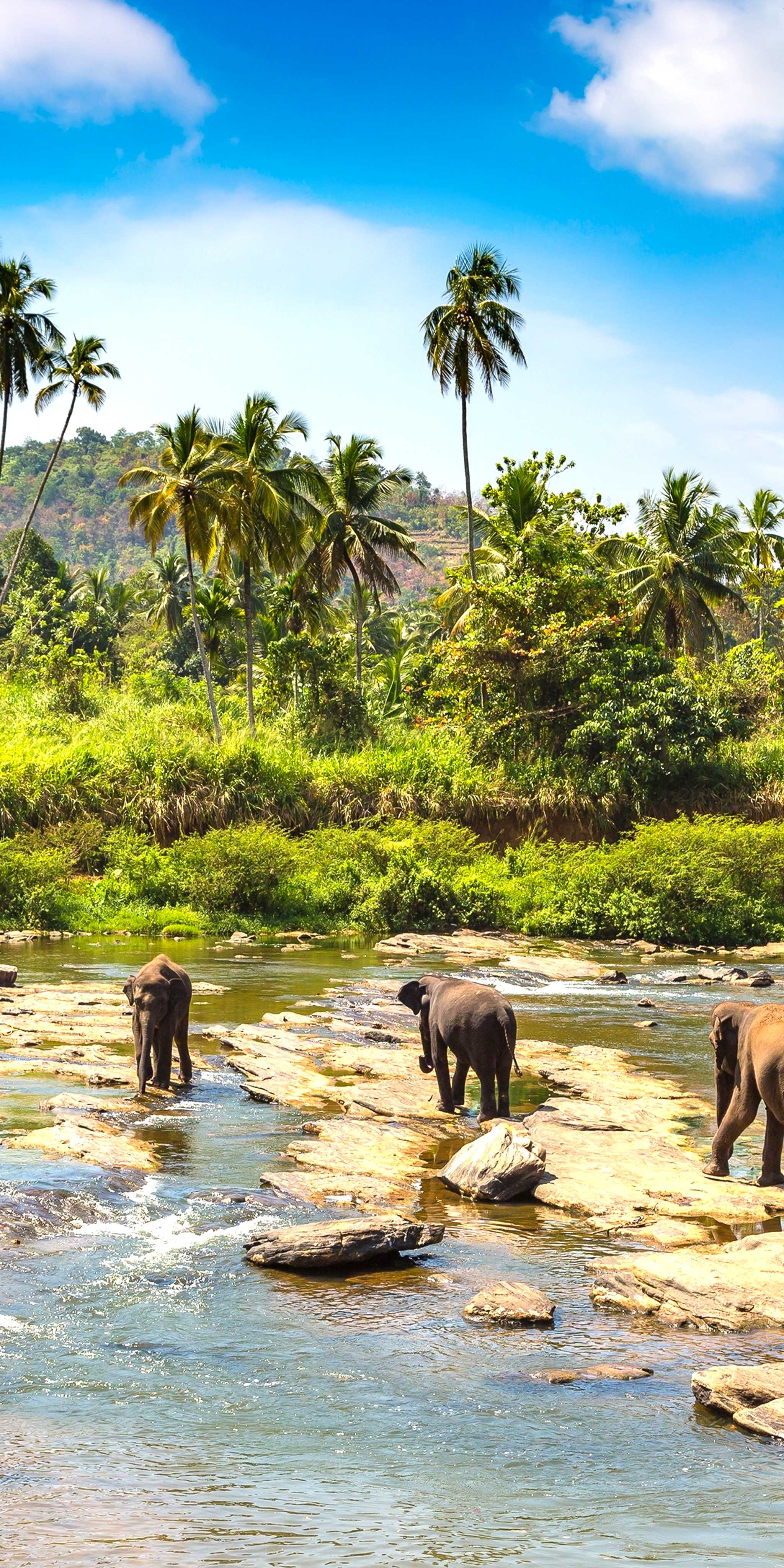 Pinnawala Elephant Orphanage