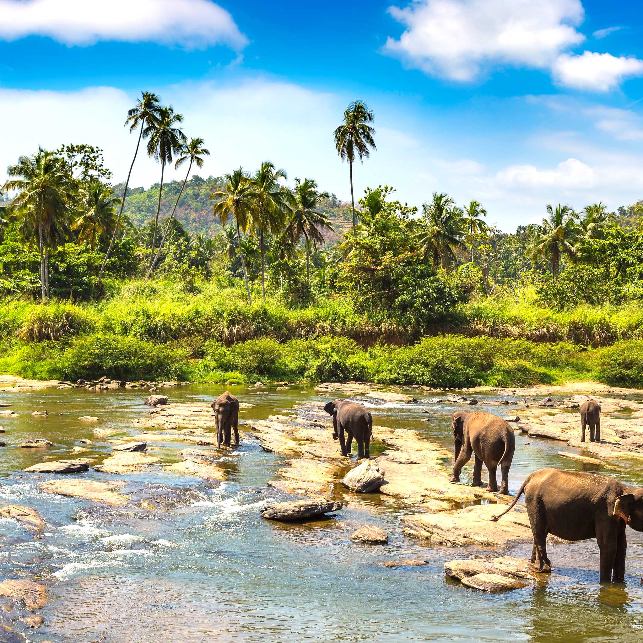 Pinnawala Elephant Orphanage