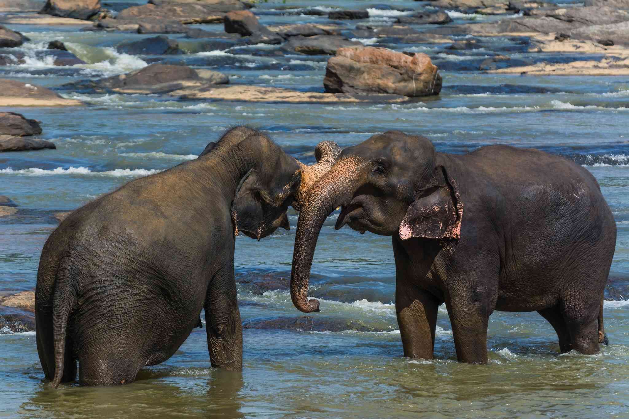Scenic view of Pinnawala Elephant Orphanage - private day trip from Kandy - photo 2