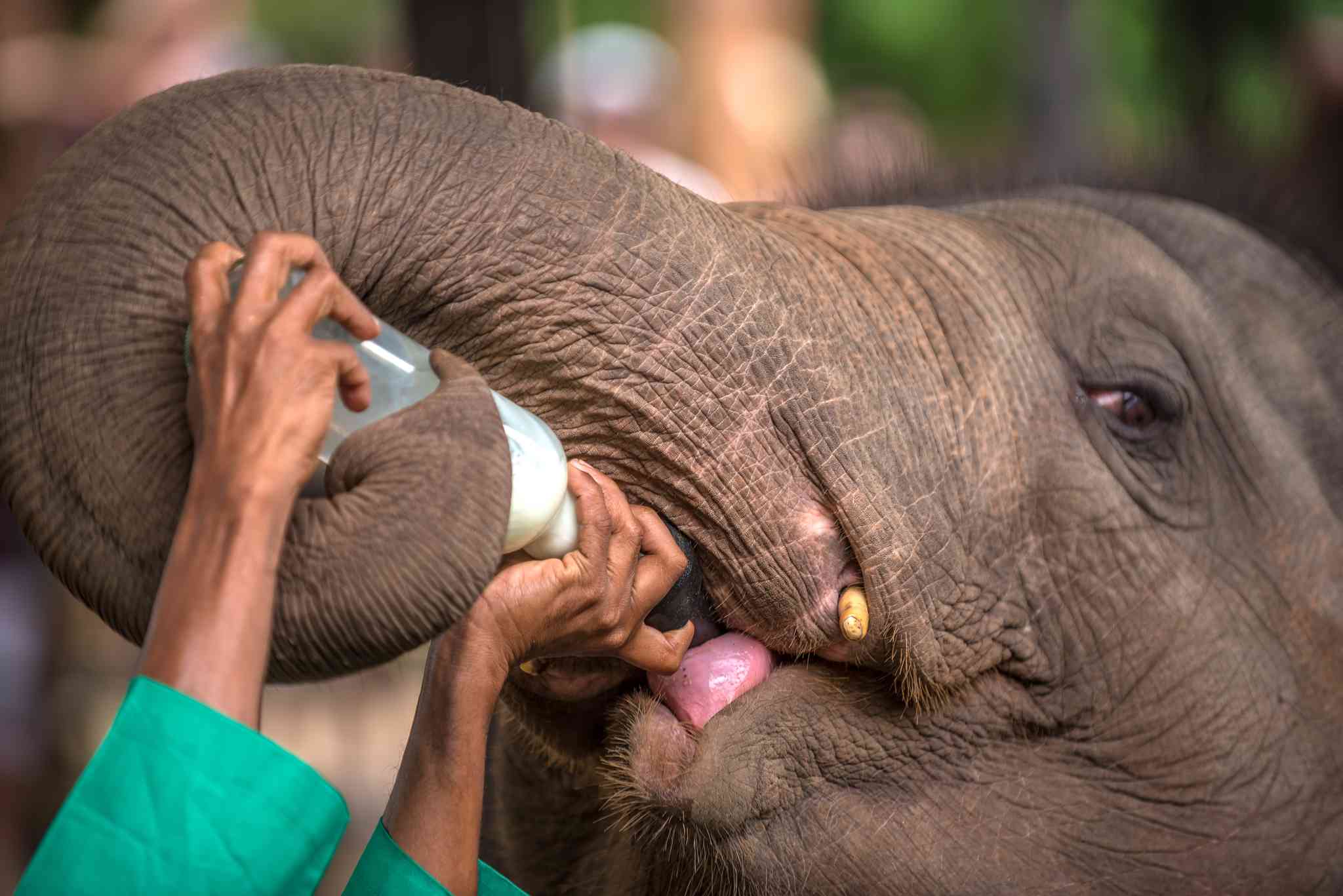Scenic view of Pinnawala Elephant Orphanage - private day trip from Kandy - photo 3