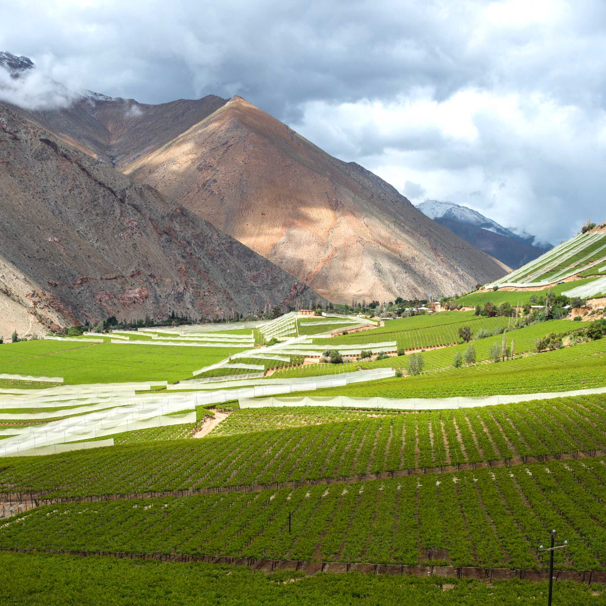 Pisco Elqui