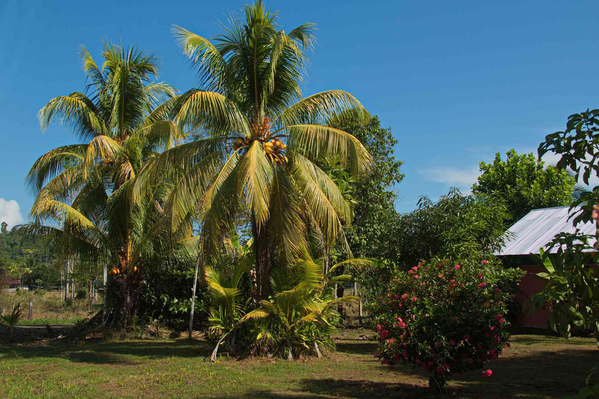 Blick auf die Landschaft von Puerto Jimenez - private Tagesreise von Jaco - Foto 2