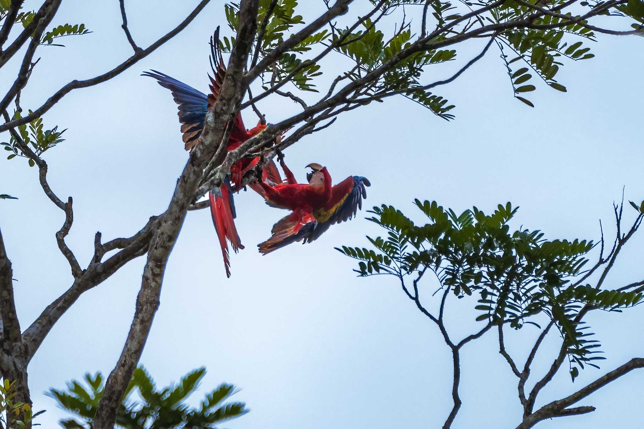Parada del itinerario en Puerto Viejo de Sarapiqui en excursión privada desde Limon
