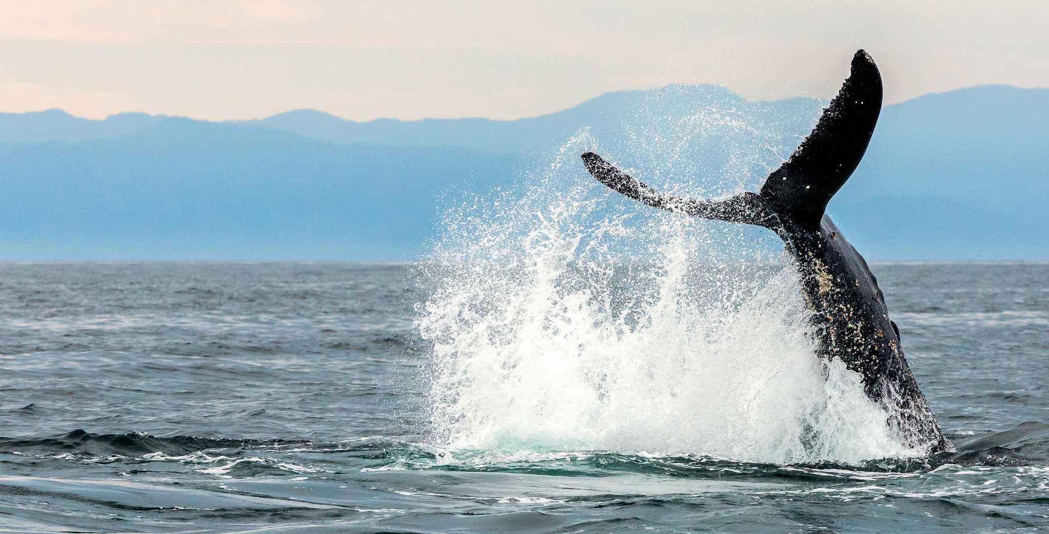 Resplan stopp vid Punta Mita på privat dagsutflykt från Sayulita