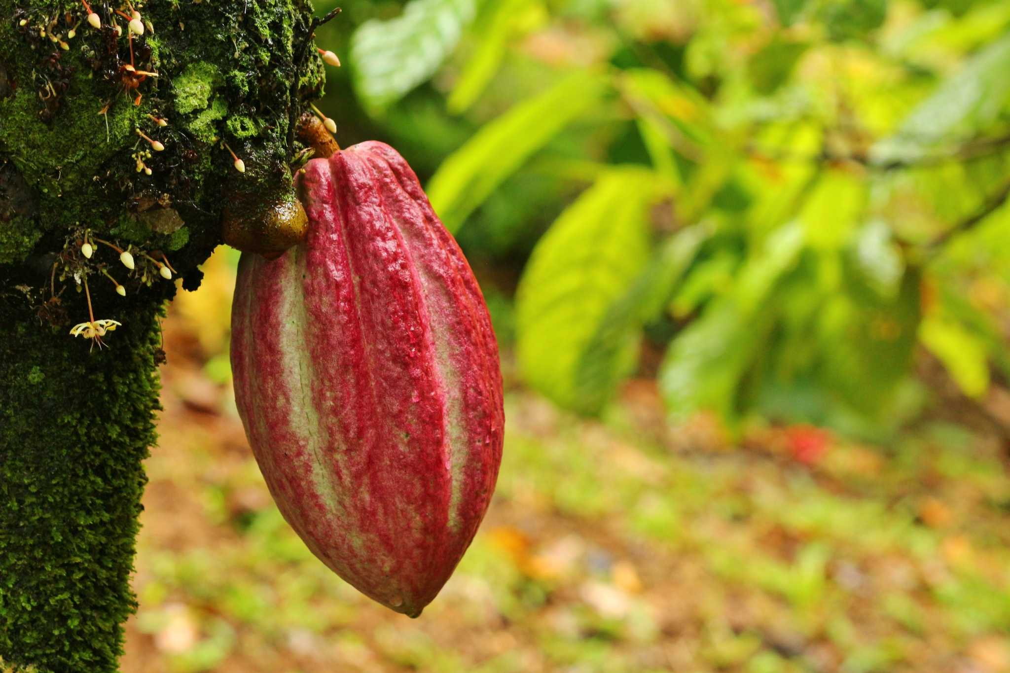 Rainforest Chocolate Tour