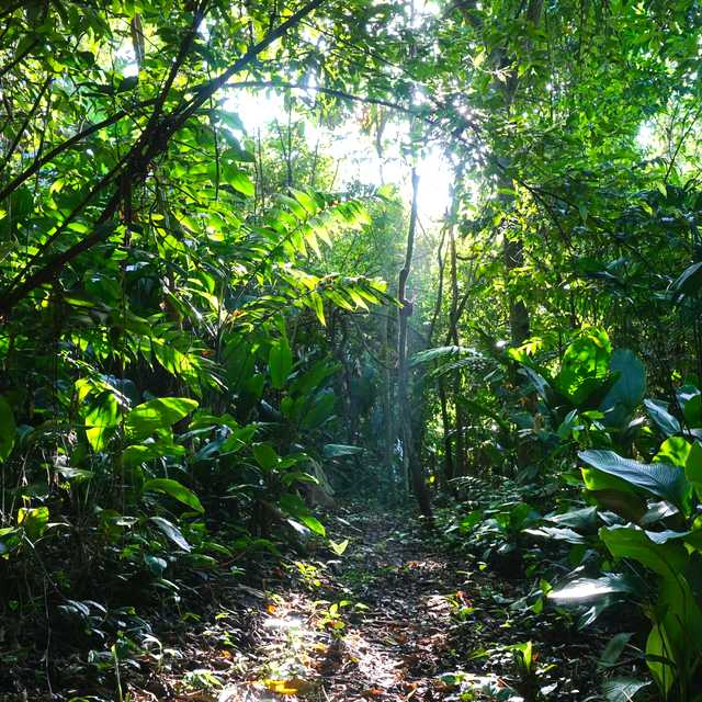 Jaco to Rainmaker Forest: Private day trip