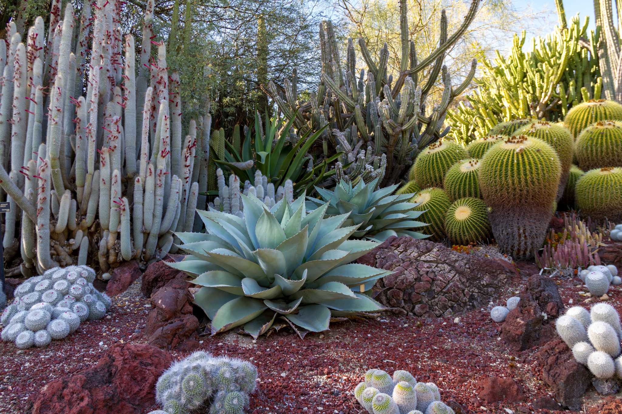 Visit Red Hills Desert Garden on the way from las-vegas-nv-us to kanab-ut-us with Daytrip