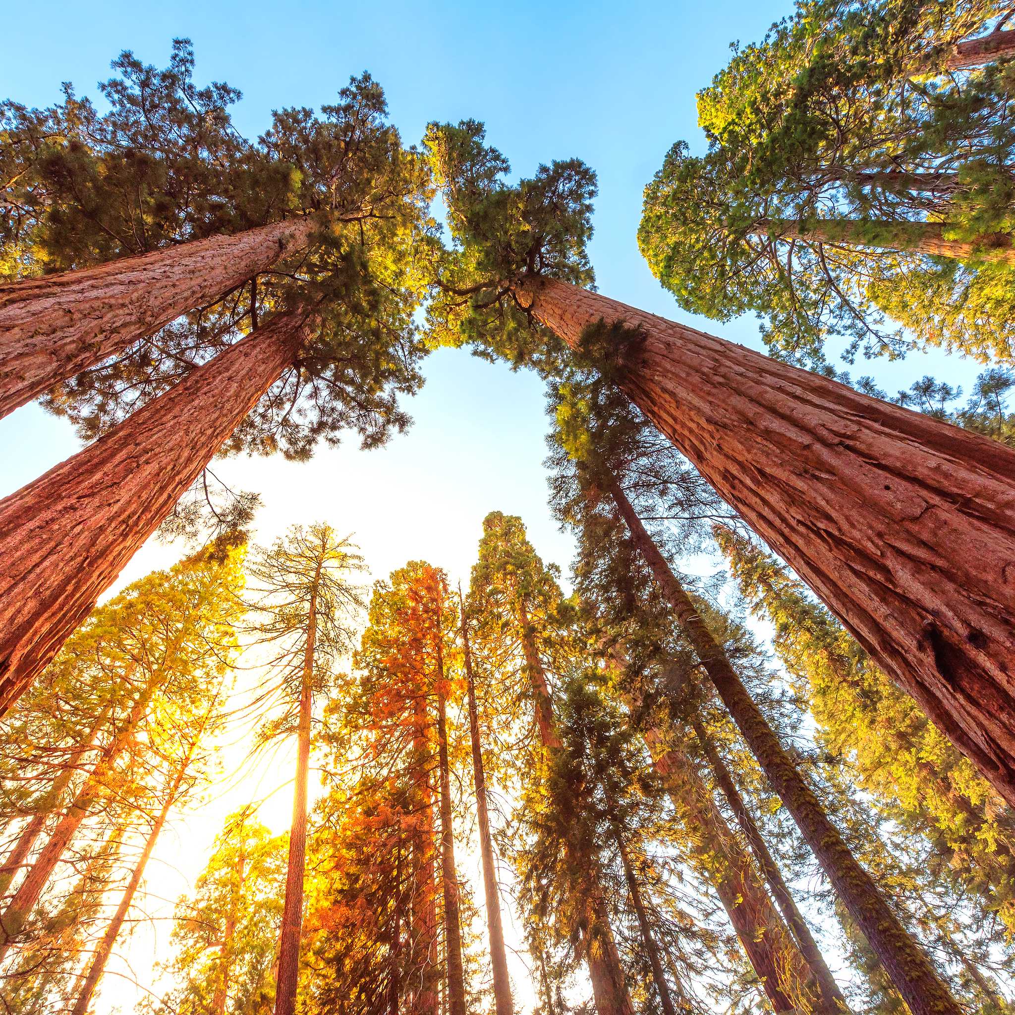 Redwood National Park