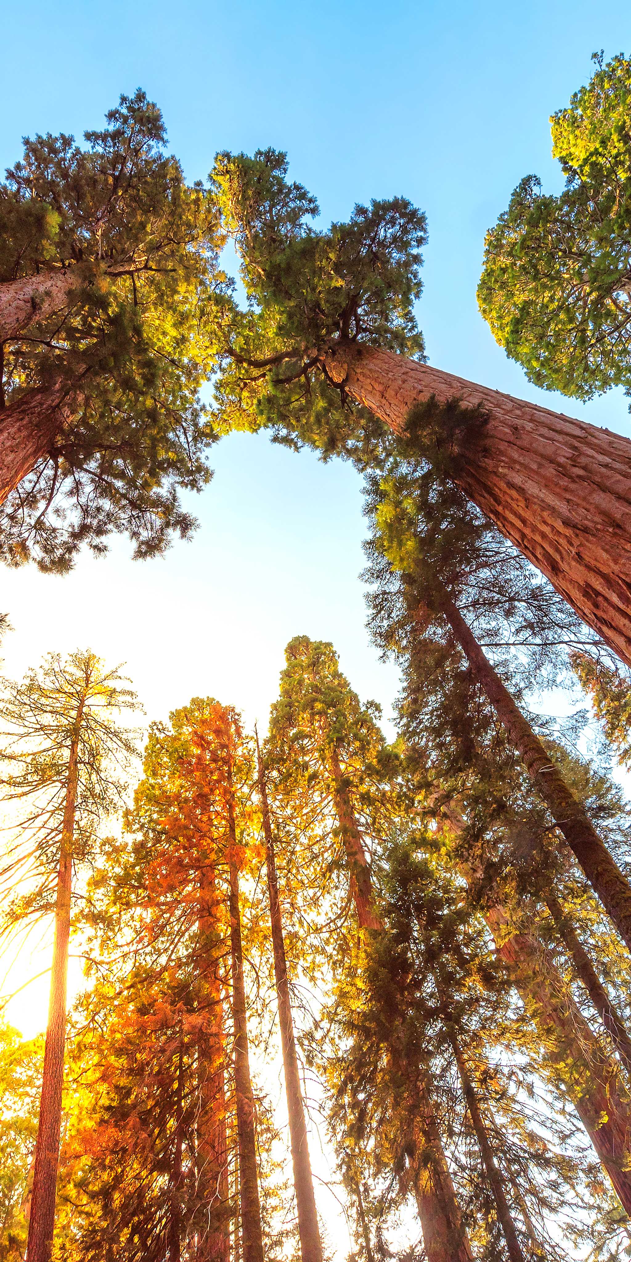 Parque Nacional Redwood