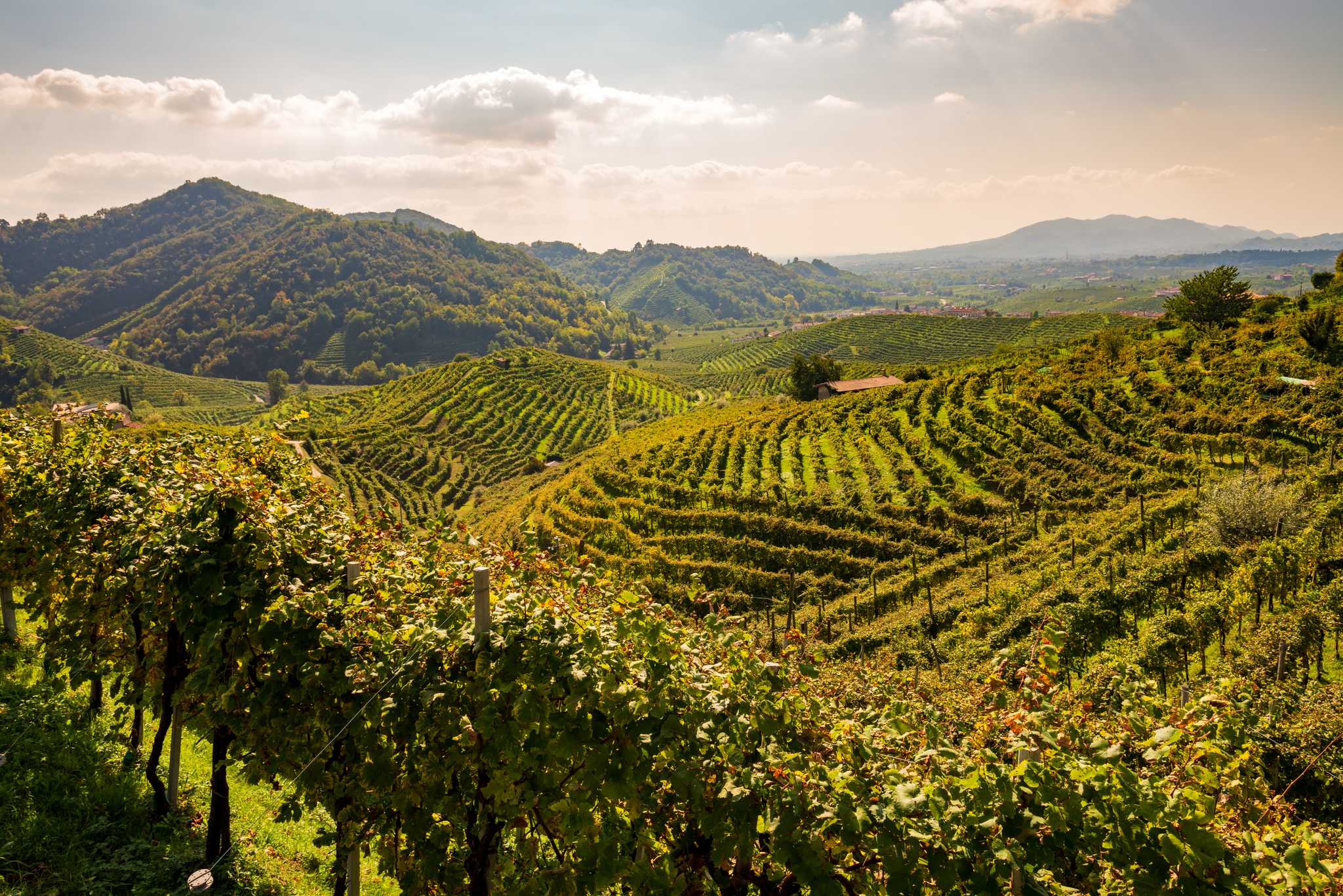 The vineyards of the Prosecco Hills in warm afternoon light.