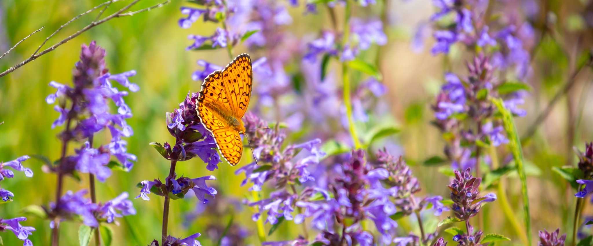 Itinerary stop at Royal Butterflies on private day trip from Jaco