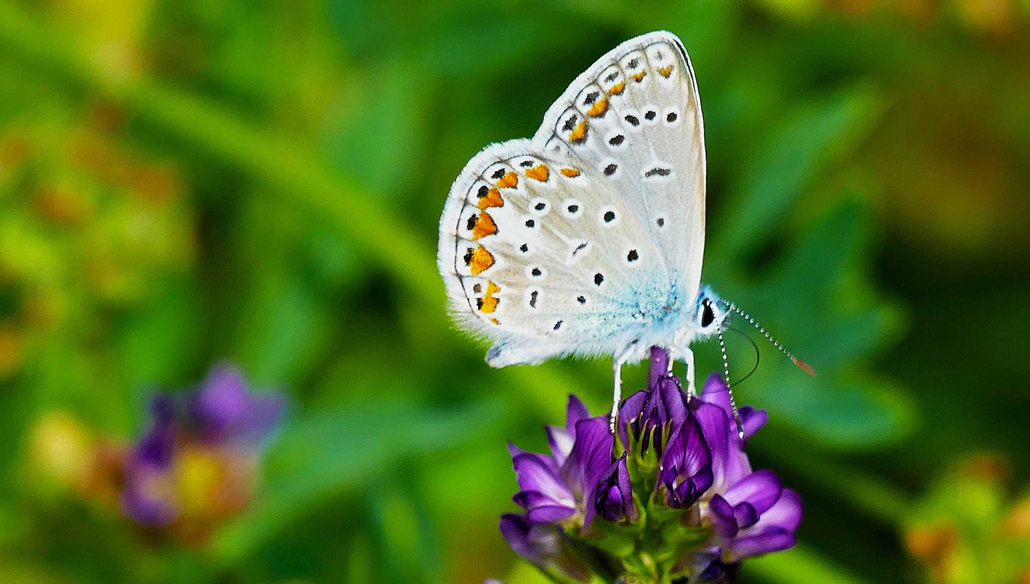 Servicios de traslado en coche privado en Mariposas Reales - vista panorámica de Mariposas Reales en Costa Rica
