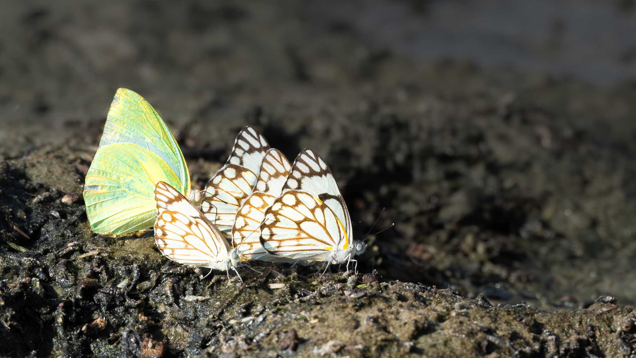 Itinerary stop at Royal Butterflies on private day trip from Jaco
