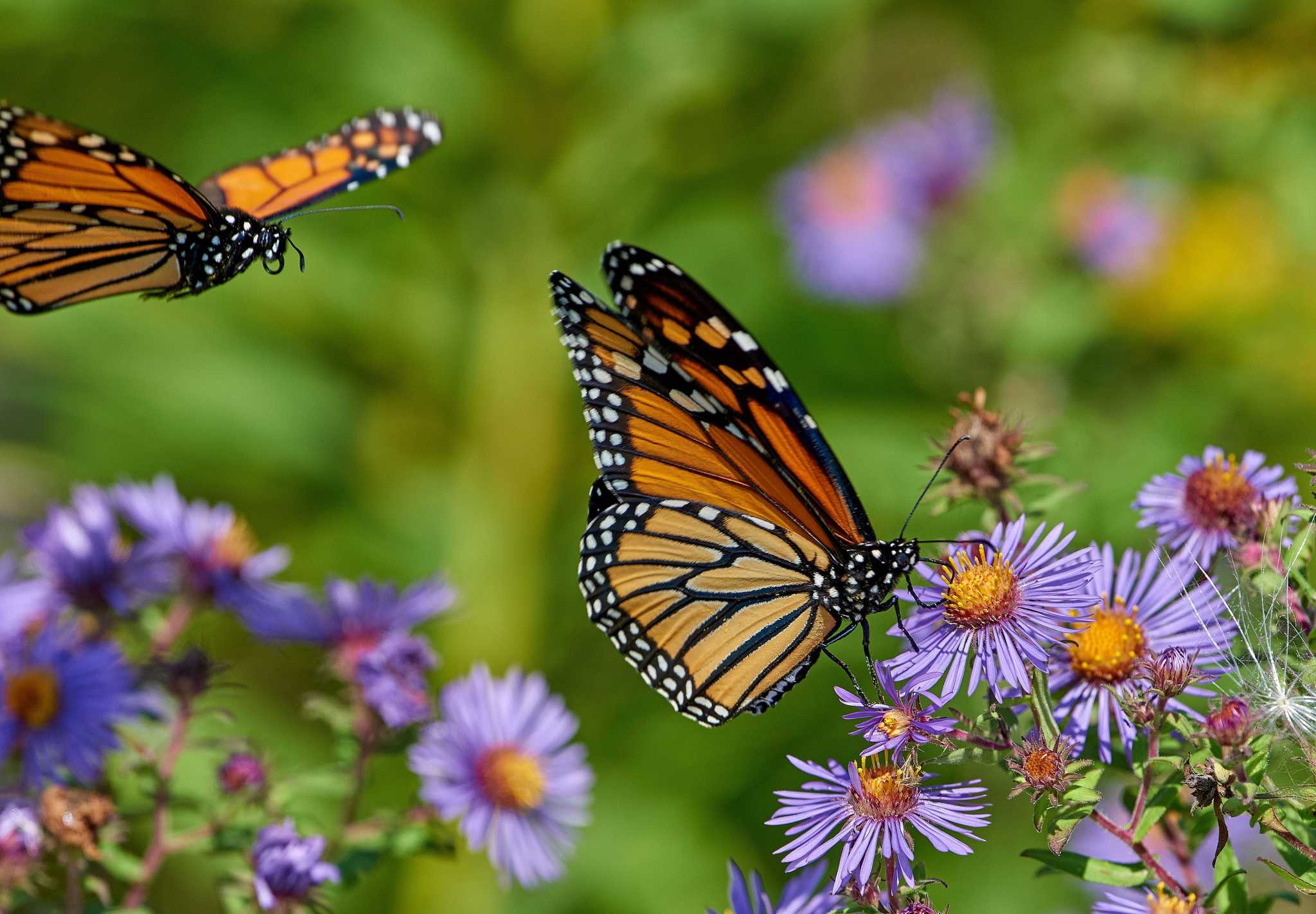 Itinerary stop at Royal Butterflies on private day trip from Jaco