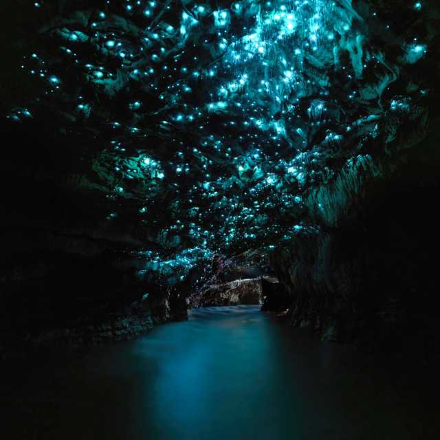 Auckland to glowworm caves: Private day trip