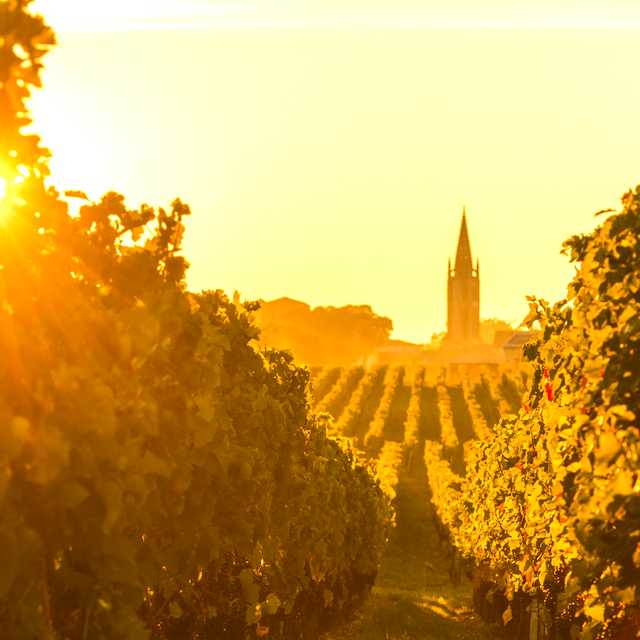 Bordeaux to St. Emilion: Private day trip