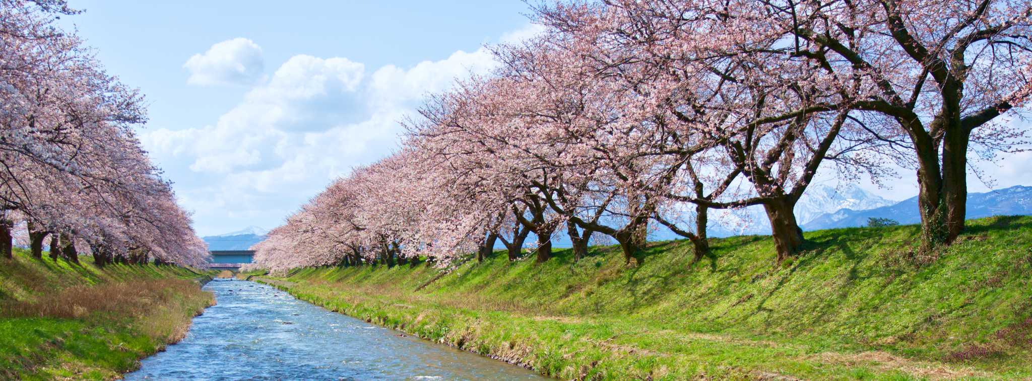 Sakura Riverbank Park