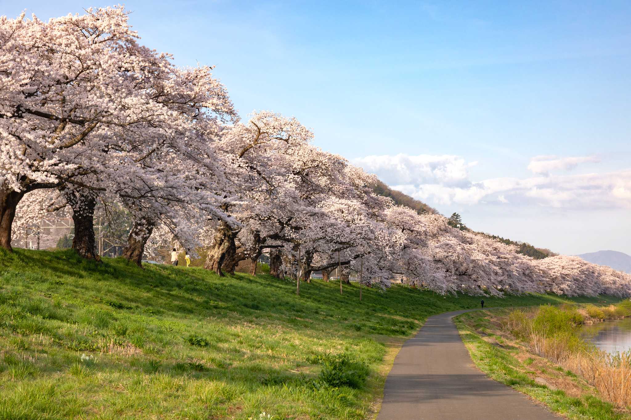 Tokyo to Sakura Riverbank and Yoshimi Hyakuana: Day trip