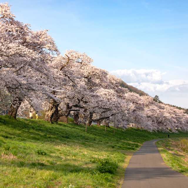 Tokyo to Sakura Riverbank and Yoshimi Hyakuana: Day trip