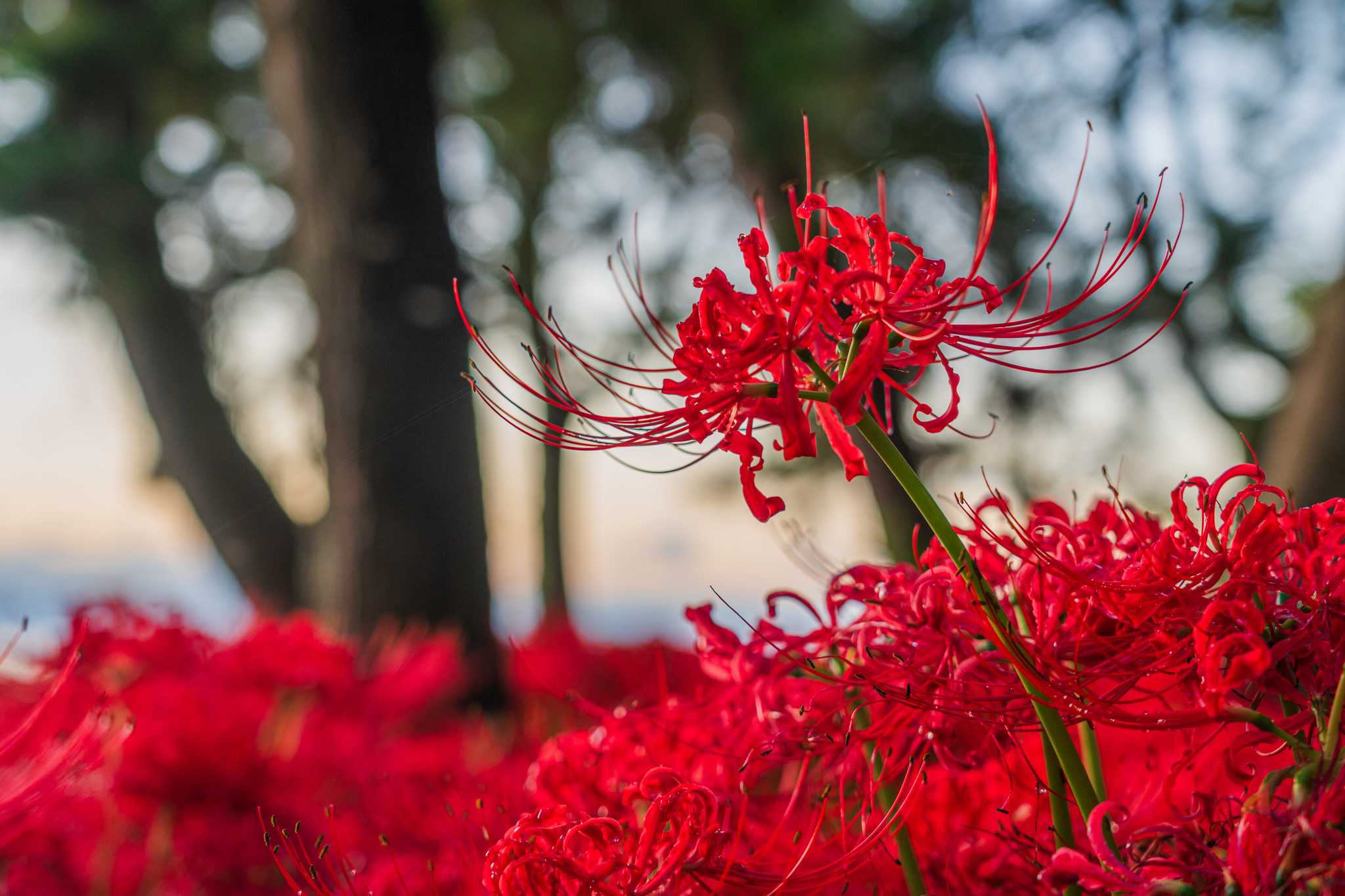 Sakura Riverbank Park