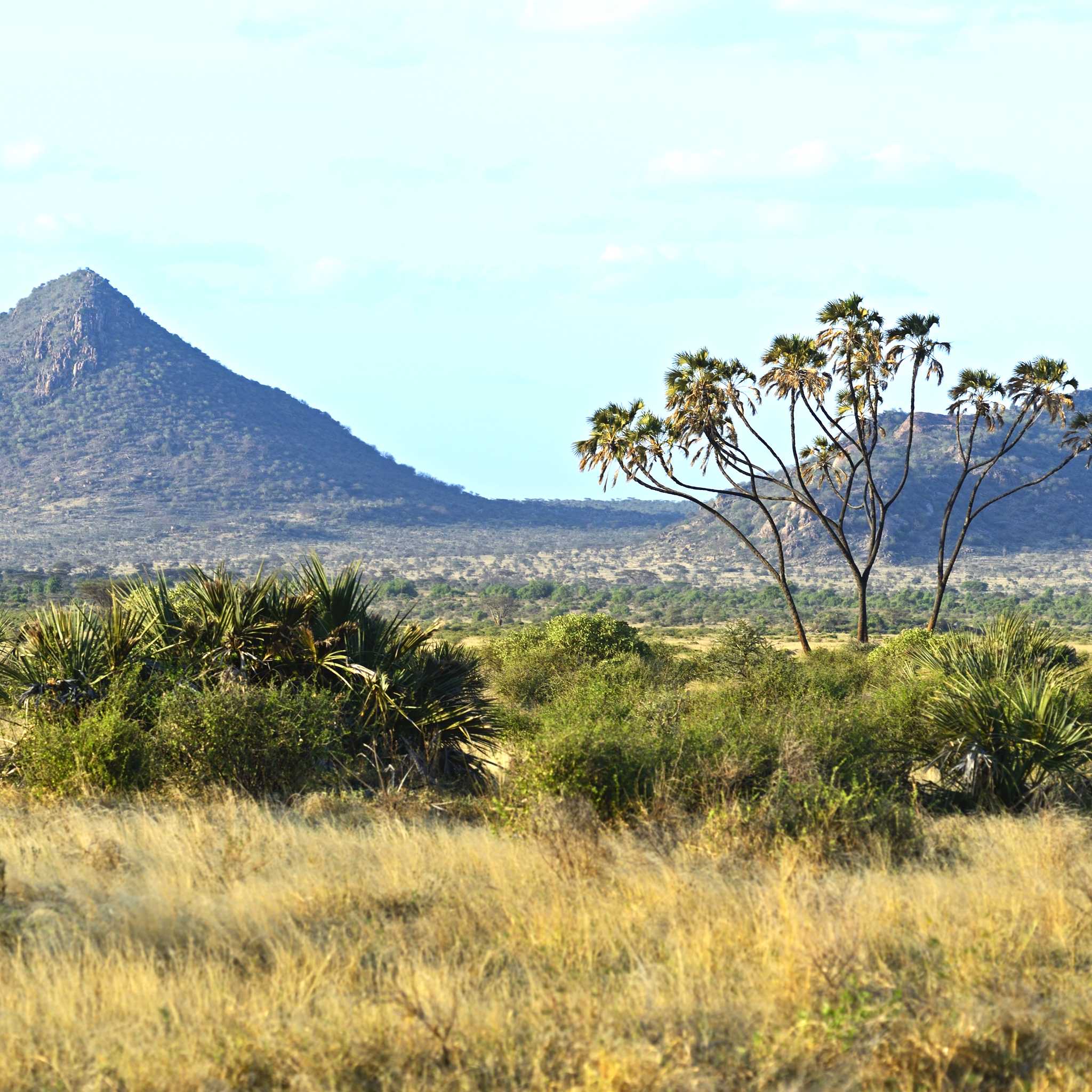 Samburu