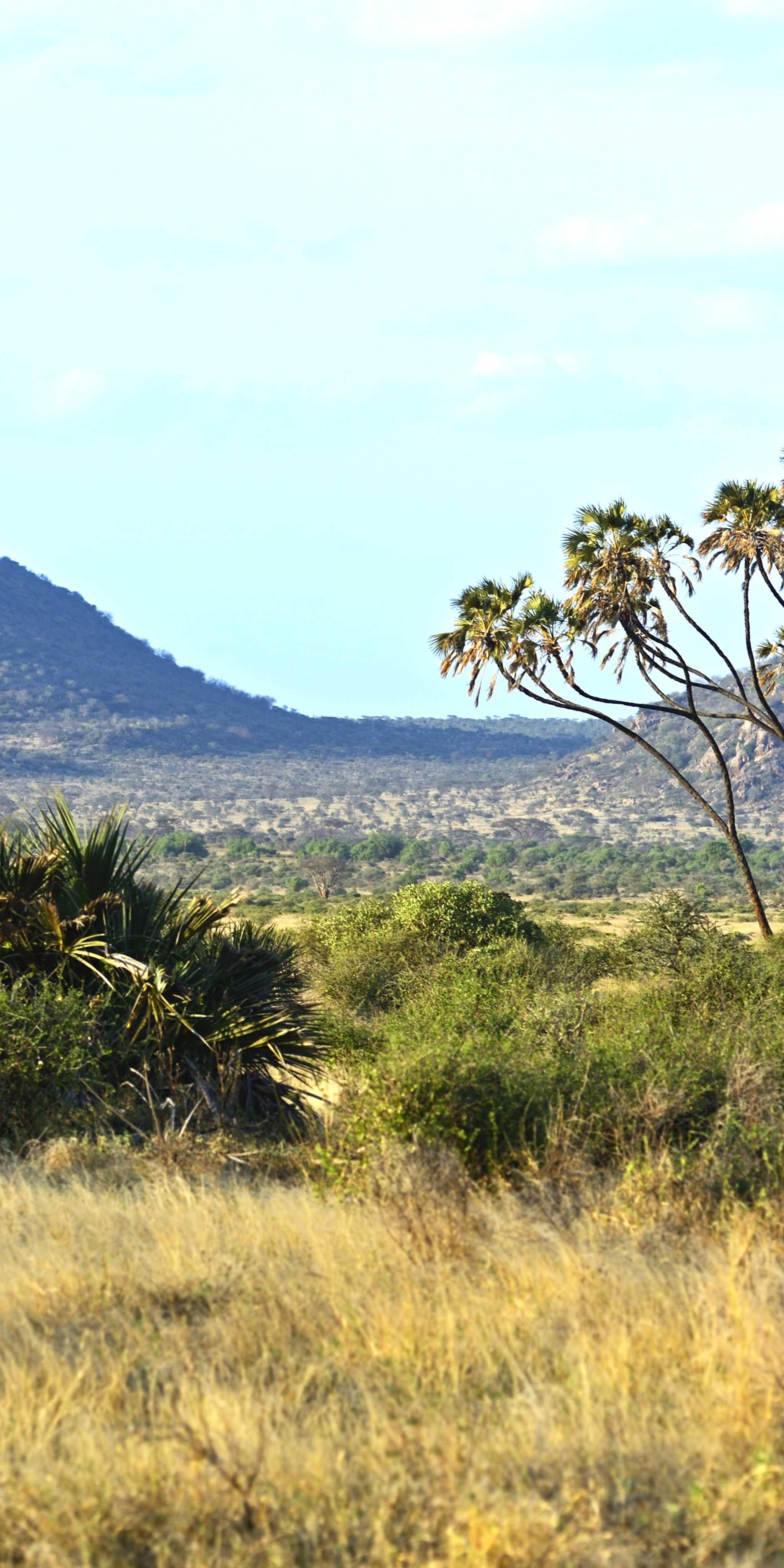 Samburu