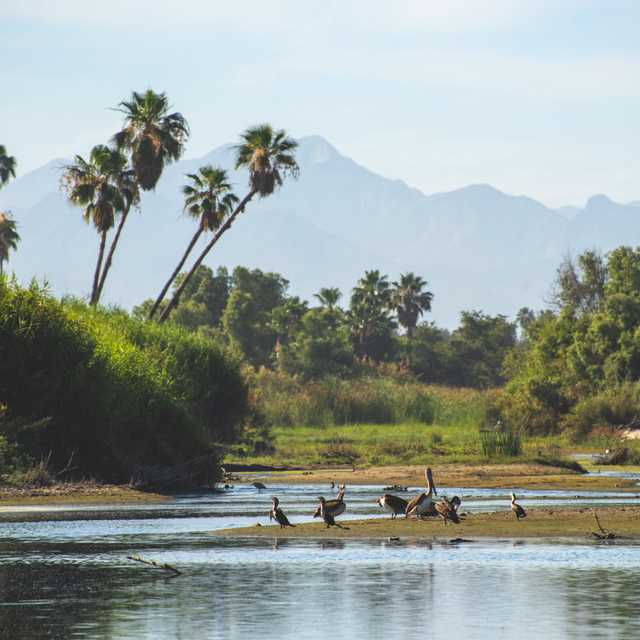 Cabo San Lucas to Todos Santos and Cabo Estuary: Day trip
