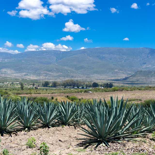 Puerto Escondido to Oaxaca's Inland Markets: Day trip